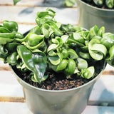 Hoya Hindu Rope Plant, Hoya Plants Live Houseplants, 4 Inch Pot, 4-7 Inches Tall, Trailing Houseplant for Indoor Décor and Hanging Baskets