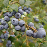 Live Emerald Blueberry Plant, Sweet Blueberry Bush, 4 Inch Pot, Ready for Planting