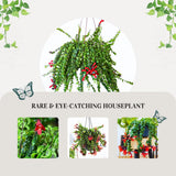 Curly Lipstick Plant Live, Aeschynanthus Twisted Lipstick Houseplant, in 3" Pot, Rare Trailing Indoor Plant with Twisted Leaves
