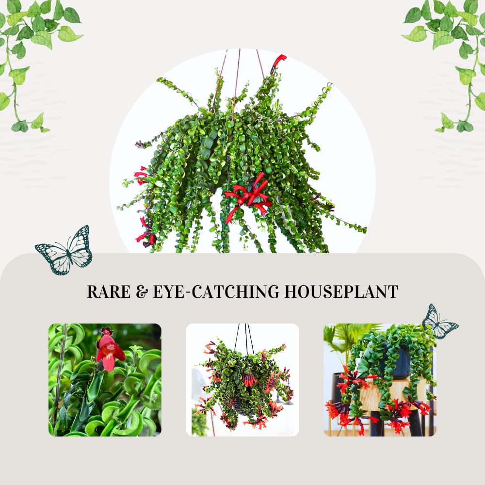 Live Curly Lipstick Plant, Twisting Leaf Houseplant in 3 Inch Pot, Aeschynanthus Indoor Hanging Plant