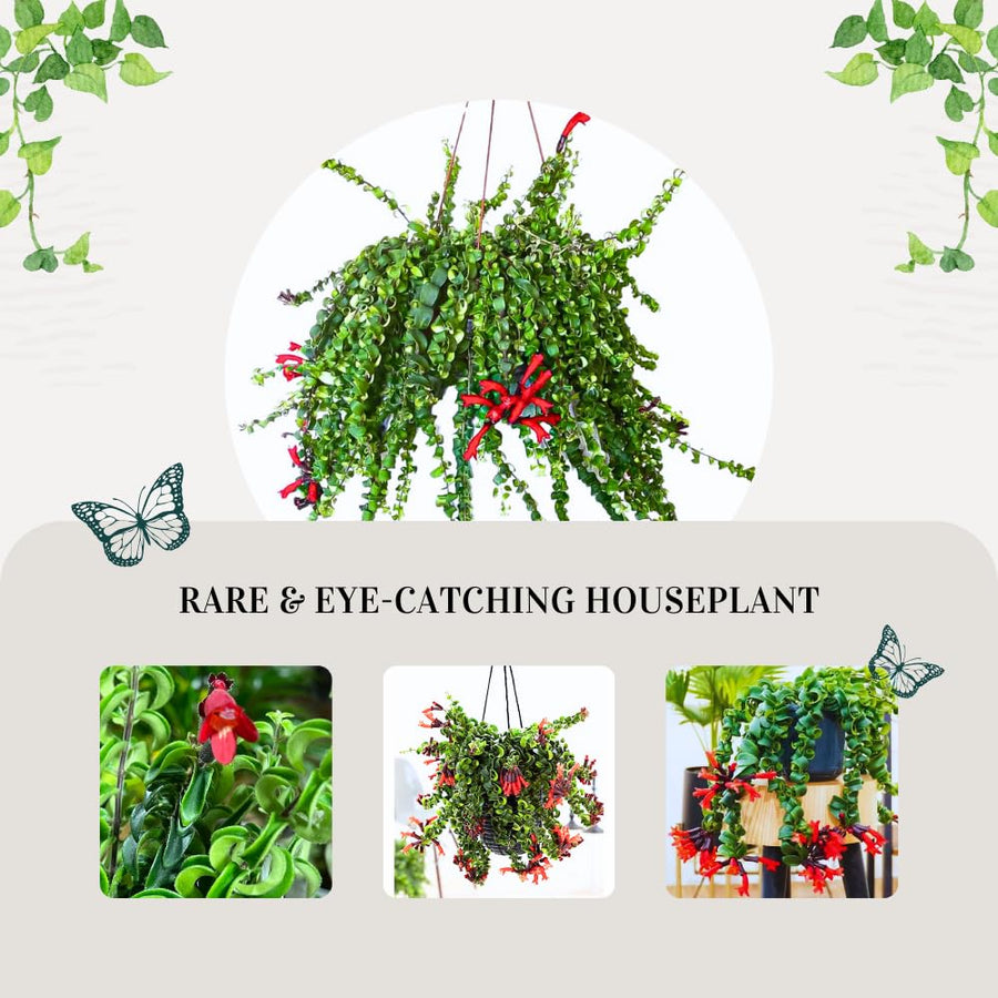 Live Curly Lipstick Plant, Twisting Leaf Houseplant in 3 Inch Pot, Aeschynanthus Indoor Hanging Plant