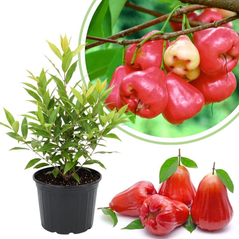 Red Wax Apple Live Fruit Tree, 3-4 Feet Tall Tropical Apple Tree Live Plant Ready to Grow