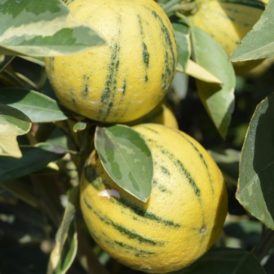 3 Years Old Variegated Pink Lemon Tree Live Plant, 3-4 Feet Tall Grafted Citrus Tree, Hardy Yellow Lemon Fruit Tree for Outdoor Planting