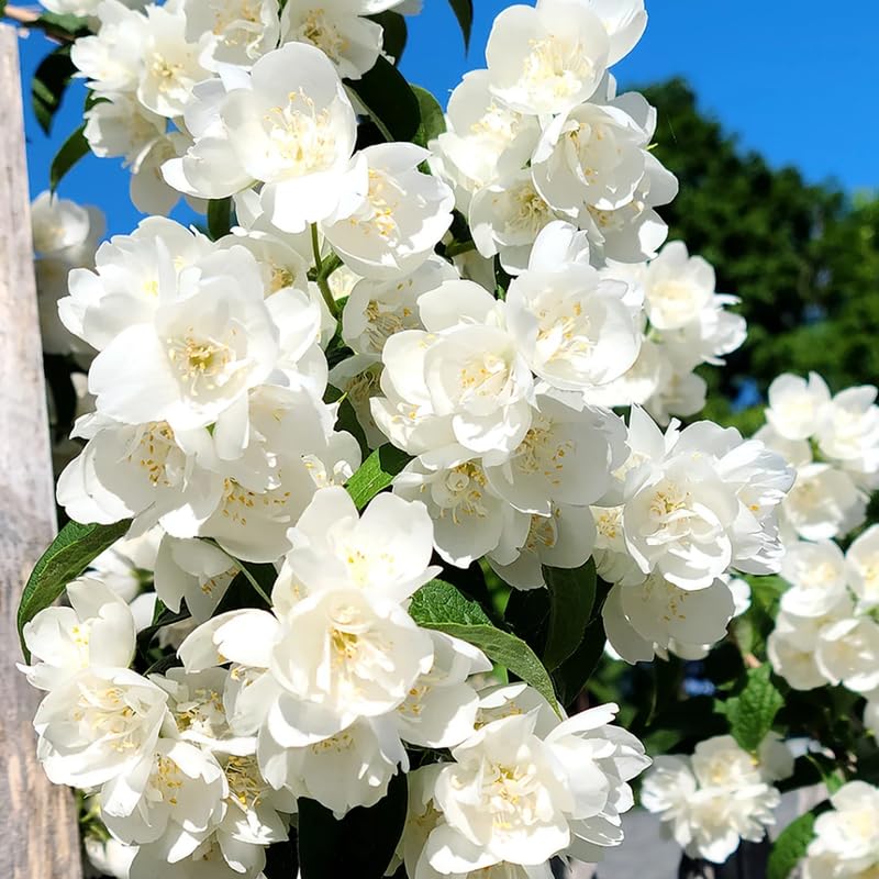 Mock Orange Shrub Live Plant in Pot, Philadelphus White Flower Tree Plants,1 Year Old Plant, Fragrant, No CA