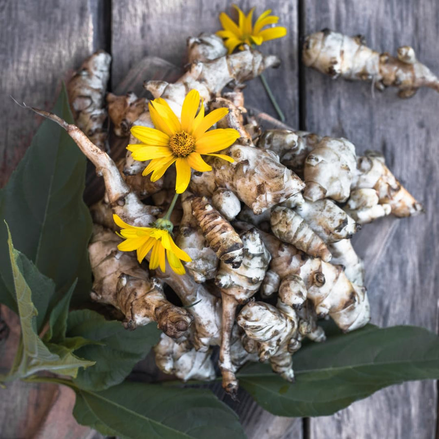 2 Lbs Jerusalem Artichoke Roots, Sunchoke Tubers for Planting, Edible Garden Vegetable, Ready for Garden Growing