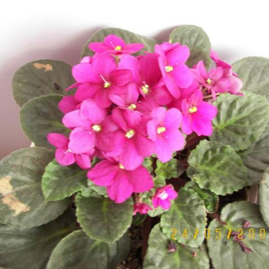 Light Pink African Violets Live Plant in 4" Pot, Starter African Violet for HouseplantIndoor Outdoor Home Decor