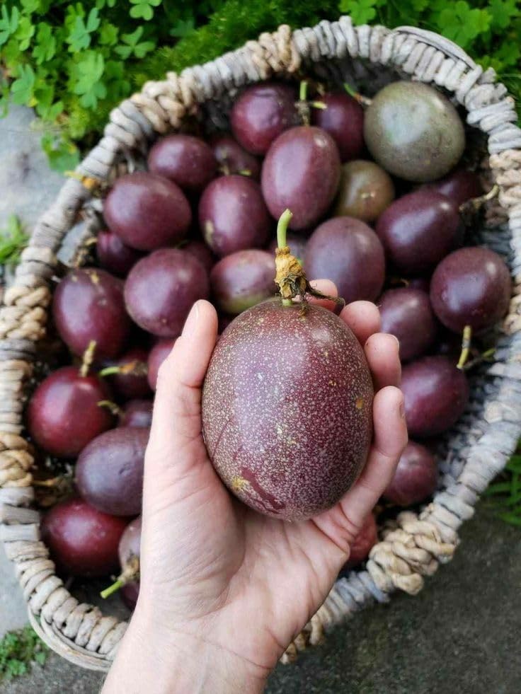 Purple Passion Fruit Tree Live Plant, 2 Years Old Passionfruit Vine, Tropical Fruit Tree for Garden and Containers Growing, 2-3 Ft Tall