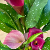 Set 3 Pink Calla Lily Bulbs for Outdoor Planting, Calla Lily Bulbs for Planting, Ornamental Flower Bulbs for Growing