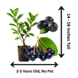 Chokeberry Plant Live, Black Chokeberry Live Plant for Home Garden, 2-3 Years Old Bare Roots, Black Berries Shrub, 14 to 16 Inches Tall