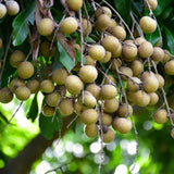Live Longan Fruit Tree Plant, 6-12” Tall in 4” Pot, Sweet Tropical Longan Plant to Grow