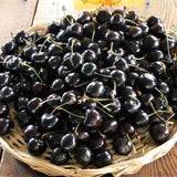 2 Black Cherry Plants Live 1-2 Feet Tall, Sweet Cherry Trees Live Plant, Cherry Live Plant Fruit Tree, Cherry Tree Plant