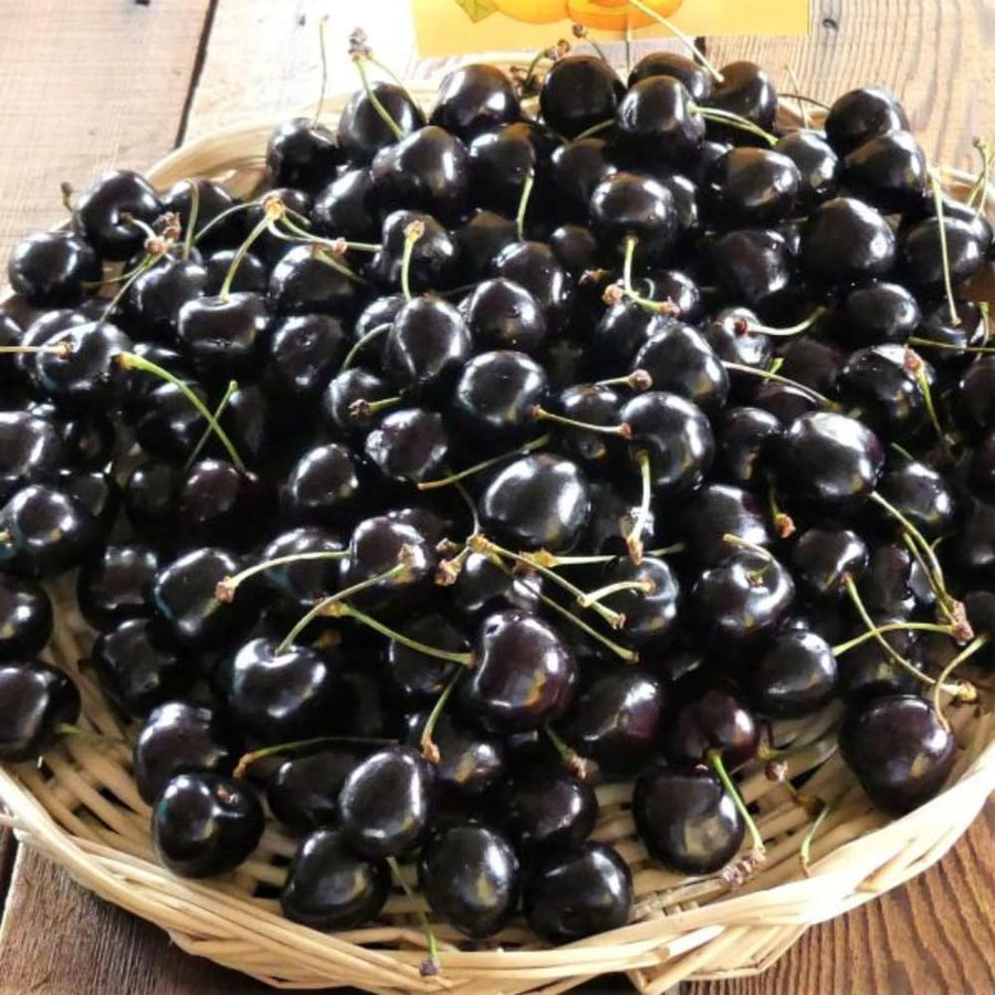 2 Black Cherry Plants Live 1-2 Feet Tall, Sweet Cherry Trees Live Plant, Cherry Live Plant Fruit Tree, Cherry Tree Plant