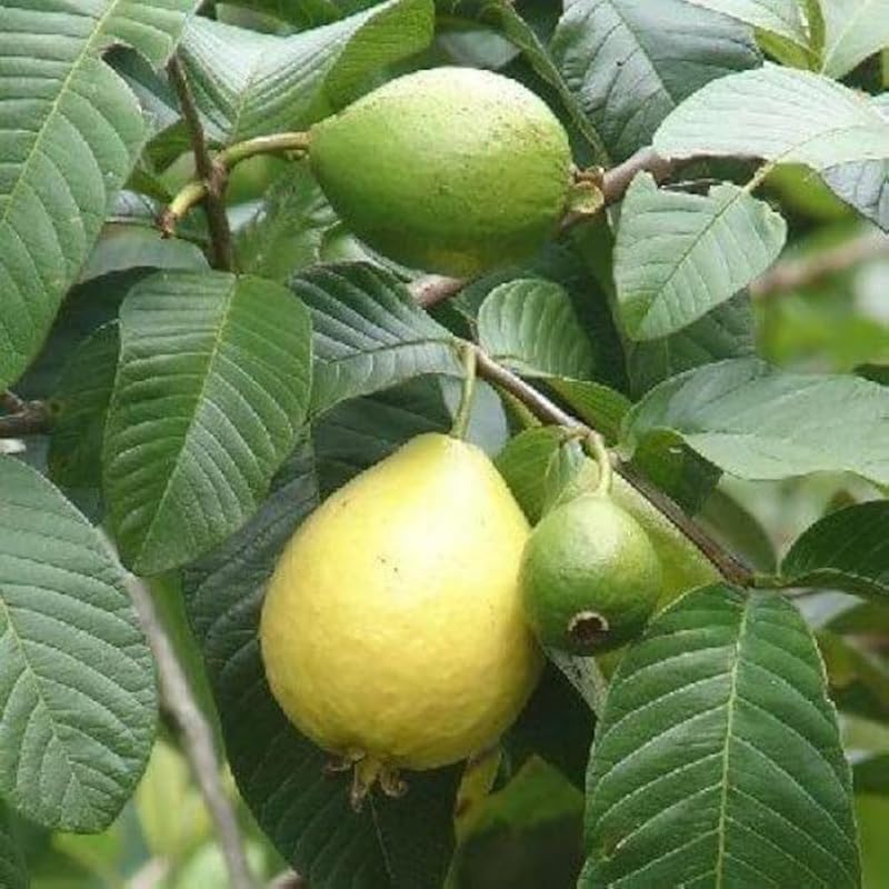 White Guava Tree Live, 8-10 Inc Tall Tropical Fruit Tree, Sweet Guava Plant for Outdoor or Indoor Planting, WEL-Rooted