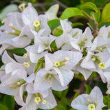 2 Trailing Bougainvillea Plants Live, Hardy Flowering Bougainvillea Plants for Hanging Basket, Container Growing, 4-8 Inches Tall (White)