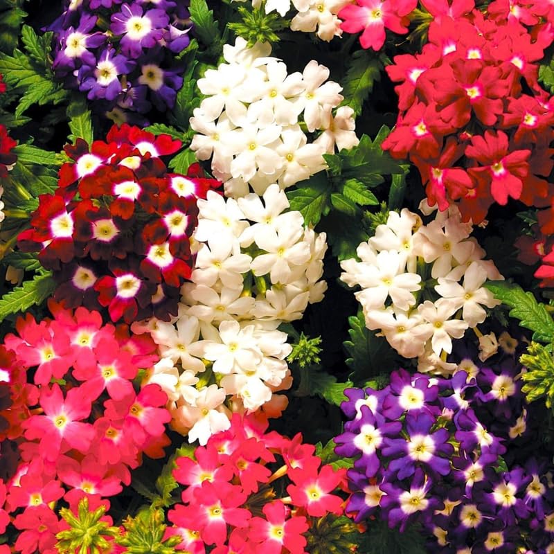4 Mixed Verbena Plants Live, 5-9" Tall Hardy Perennial Flower Plants, Well-Rooted for Outdoor Planting