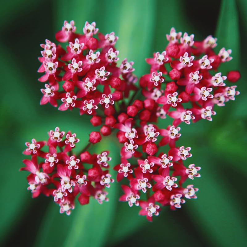 2 Butterfly Milkweed Plants Live, Live Milkweed Plants, Asclepias Tuberosa Plant for Gardening, 5 to 7 Inc Tall