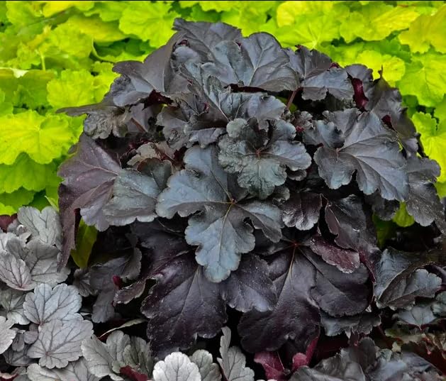 Purple Black Heuchera Live Plant, Coral Bells Shrubs Perennial, Well Rooted Plants 4-7 Inch Tall