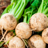 24 Jicama Seeds for Planting, Garden Vegetable Seeds for Home Growing