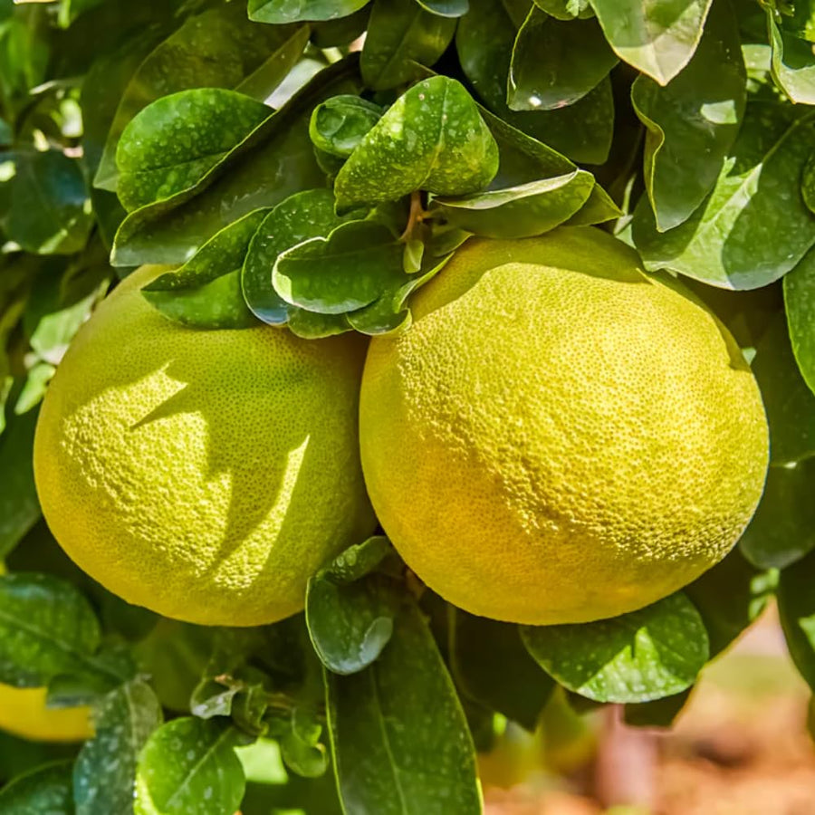 White Pomelo Grapefruit Tree Live Plant, 3 Feet Tall Grafted Citrus Tree, Large Sweet White Pumelo Fruit for Outdoor Planting
