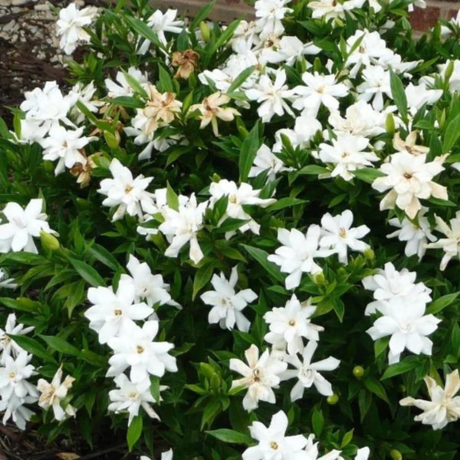 Cape Jasmine Plant Live, Frostproof Jasmine Live Plants, Gardenia Plant Live Climbing Vine No Pot Indoor Outdoor Fragrant Flower Garden Planting