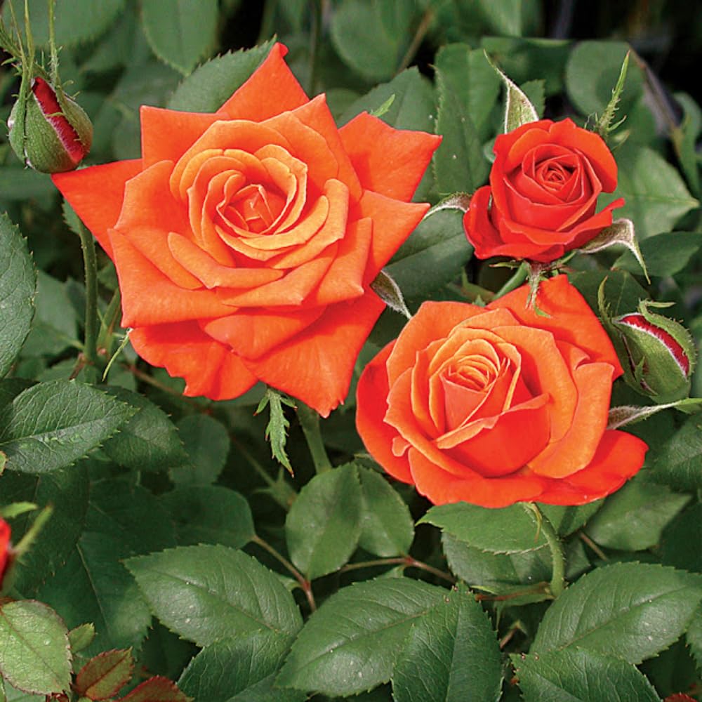 Rose Bush Live Plant - Climbing Rose Plant Live - Bareroot with Soil 7-10 Inch Tall - Fragrant Rose Flowers Heirloom Rose Shrub (Red Orange Rose)