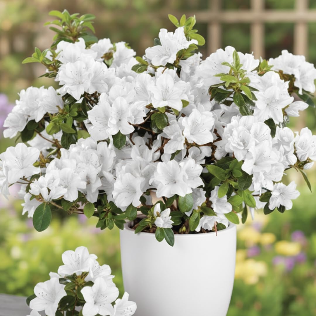 Live Azalea Plant, Rhododendron Flowering Shrub, Hardy Ornamental Plant, 10 Inches Tall, for Indoor or Outdoor Planting (White Azalea)