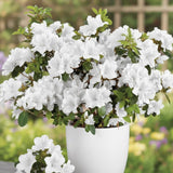 Live Azalea Plant, Rhododendron Flowering Shrub, Hardy Ornamental Plant, 10 Inches Tall, for Indoor or Outdoor Planting (White Azalea)