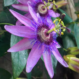 Lavender Passion Flower Plant - Lavender Passion Flower Vine Live Plant - Size 5 to 7 Inch Tall, Passiflora Flowers Starter Plant, Without Pot