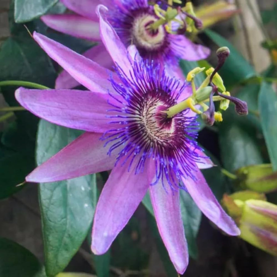 Lavender Passion Flower Plant - Lavender Passion Flower Vine Live Plant - Size 5 to 7 Inch Tall, Passiflora Flowers Starter Plant, Without Pot