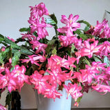 Christmas Cactus Live Plant 4'' Pot, Holiday Blooming Houseplant for Pot, Hanging Baskets, Indoor Outdoor Planting (Pink Christmas Cactus)