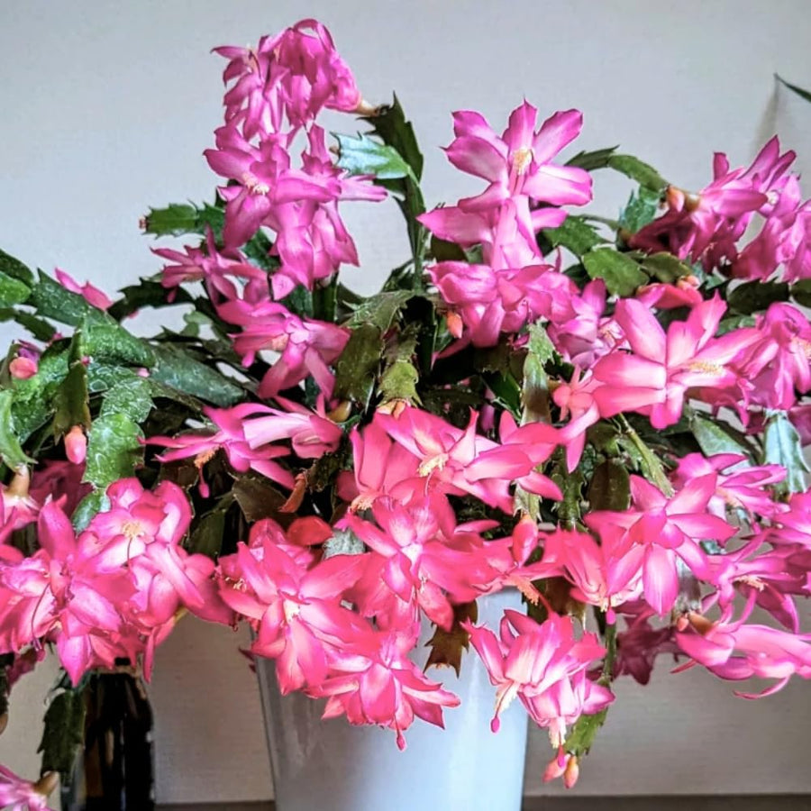 Christmas Cactus Live Plant 4'' Pot, Holiday Blooming Houseplant for Pot, Hanging Baskets, Indoor Outdoor Planting (Pink Christmas Cactus)