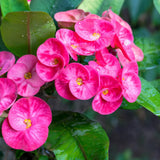 Euphorbia Milii Live Plant, Crown of Thorns Live Plant, Mix Flower Houseplant, 5-8 Inc Tall, Cold Hardy (Pink)