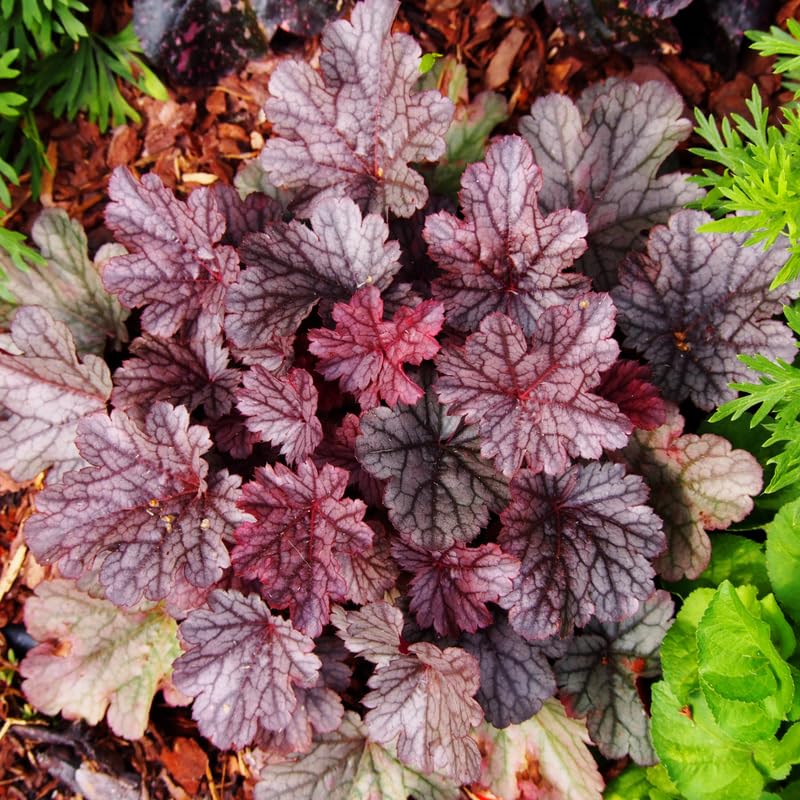 Purple Heuchera Live Plant, Coral Bells Shrubs Perennial, Well Rooted Plants 4-7 Inch Tall