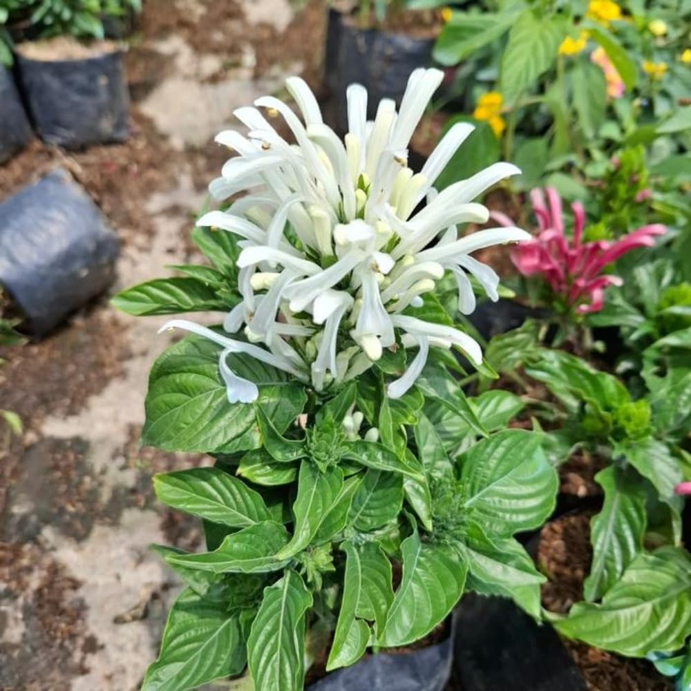 White Shrimp Plant Live, 4-9" Tall, Tropical Houseplant Well-Rooted