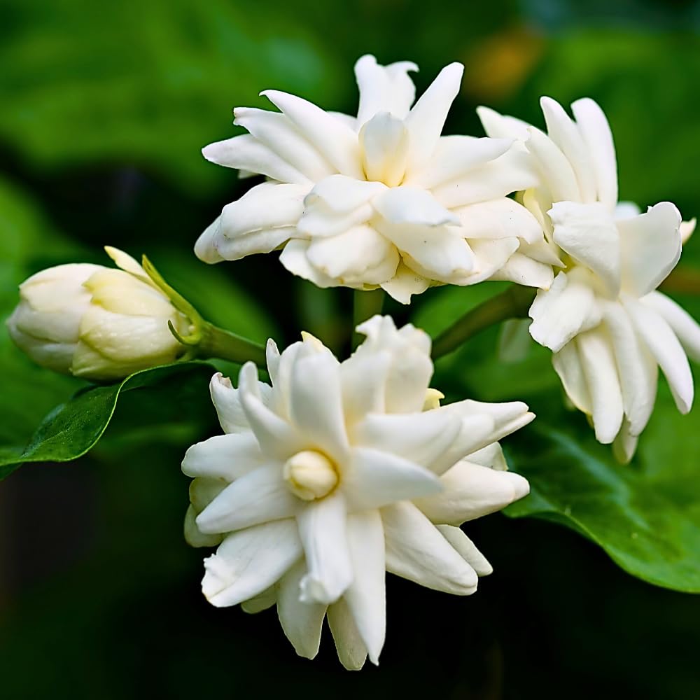 Arabian Jasmine Plant in Half Gallon Pot, Fragrant White Jasmine Climbing Vine, Flowering Jasmines for Outdoor Garden