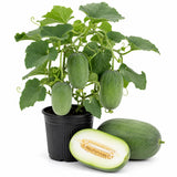 Winter Melon Live Plant in 4 Inches Pot, Wax Gourd Live Plant 4-8 Inches Tall, Home Garden Vegetable Plant for Outdoor Garden