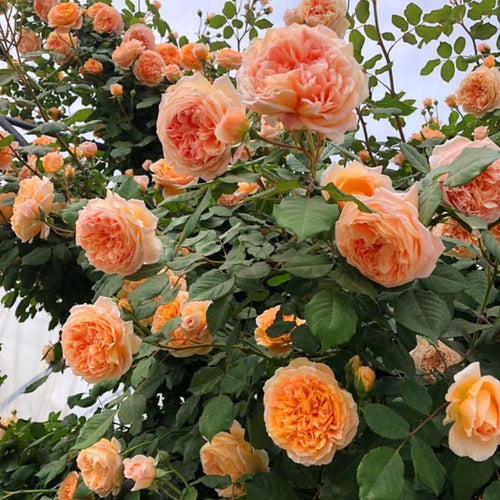 Light Red-Orange Climbing Roses Live Plants 7 Months Old, Rose Bushes Ready to Plant 5-9" Tall, Very Fragrant, Can Grow As Climber or Bush Tree or Trellises, Walls, Fences
