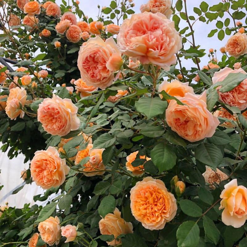 Light Red-Orange Climbing Roses Live Plants 7 Months Old, Rose Bushes Ready to Plant 5-9" Tall, Very Fragrant, Can Grow As Climber or Bush Tree or Trellises, Walls, Fences