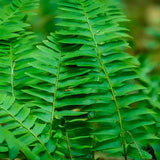 5 Rare Fern Rhizomes Live Plants for Planting, Ferns Live Plants Outdoors Indoors Full Shade, Bare Roots, Fast-Growing