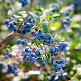 Live Emerald Blueberry Plant, Sweet Blueberry Bush, 4 Inch Pot, Ready for Planting