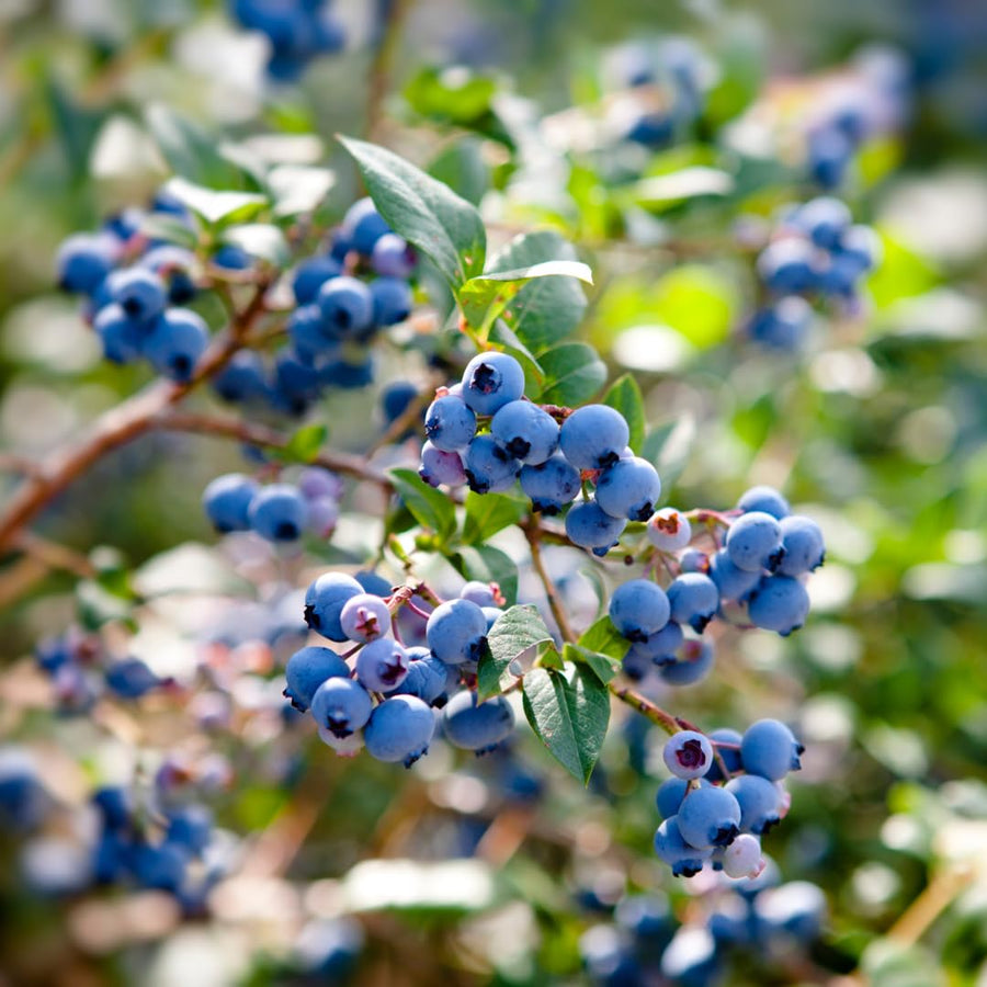 Live Emerald Blueberry Plant, Sweet Blueberry Bush, 4 Inch Pot, Ready for Planting