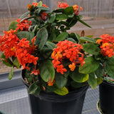 Set 4 Orange Red Ixora Plants Well Rooted, Ixora Flowering Shrub Plugs 3-5 Inches, Tropical Ixora Bush for Growing