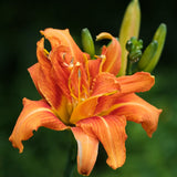 Double Orange Bloom Daylily Roots, Live Reblooming Daylily Bare Root Perennial - 3 Roots for Planting Outdoor Garden Landscape