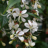 Wallichii Clerodendrum Live Plant 4–7″ Tall, Trailing Clerodendrum Vine, Fragrant Flowering Tropical Shrub