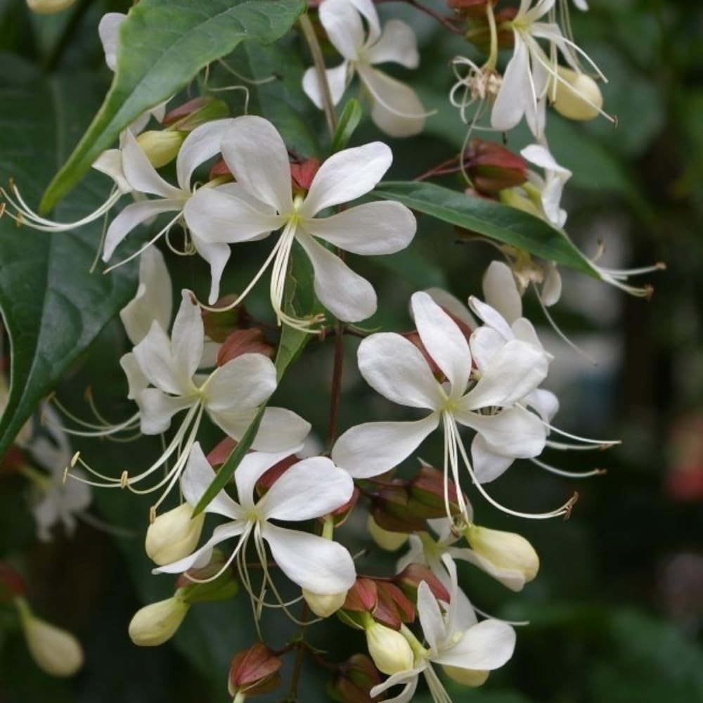 Wallichii Clerodendrum Live Plant 4–7″ Tall, Trailing Clerodendrum Vine, Fragrant Flowering Tropical Shrub