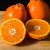 Ugli Tangelo Plant Live, Grafted Orange Tangelo Live Plant, Grafted Fruit Tree, 3 Feet Tall for Outdoor Planting