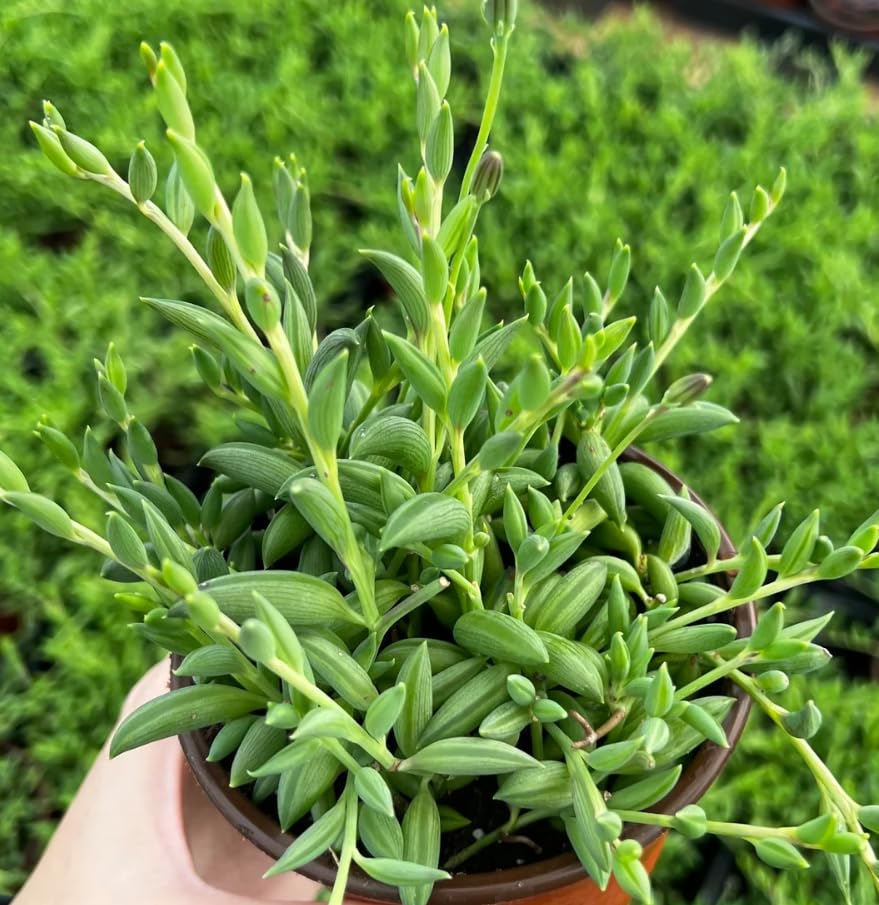String Plant Live 4 Inch Pot, Rare Succulents Plants in Hanging Baskets, Trailing Succulent Houseplant for Home Office (String of Banana)