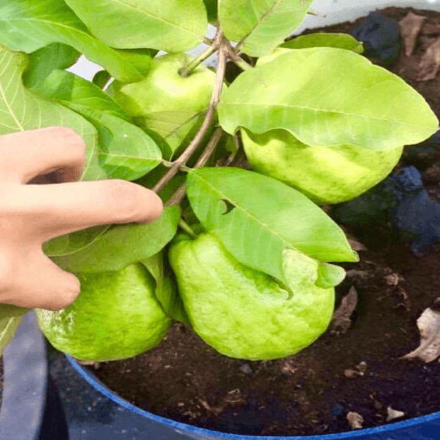 Sweet White Guava Tree Live Plant, Potted 8-10" in Tall Tropical Fruit Tree, Zones 9-11 for Outdoor Indoor Planting