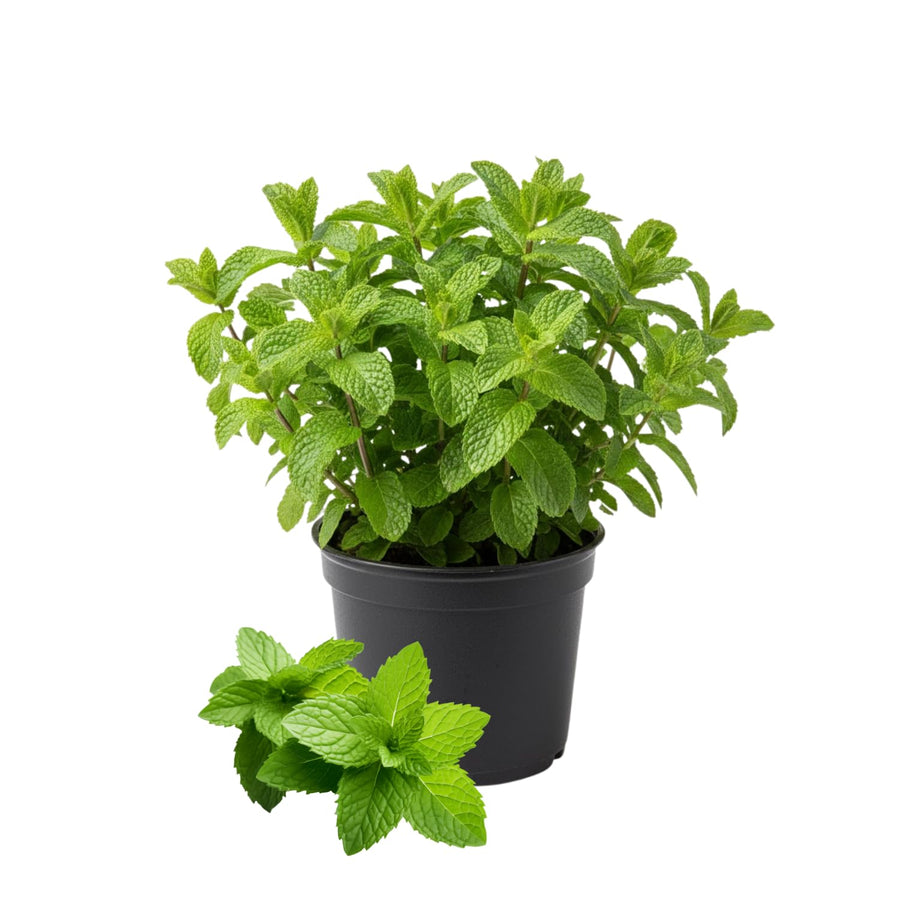 Spearmint Live Plant, Fragant Herb Spearmint Plant, Well Rooted, 4 Inches Pot, Indoor Outdoor Container or Garden Plant