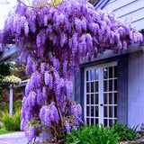 3 Purple Wisteria Trees Live Plants, Purple Wisteria Plant Live 6-12 Inch Tall, Wisteria Vine Live Plant, Wisteria Live Plant, Fragrant Wisteria Flowers, in Pots